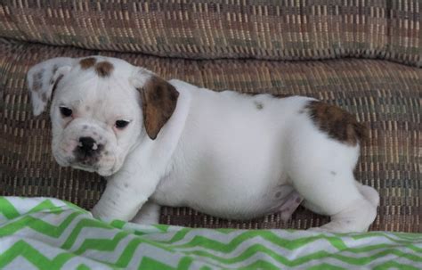 Beabull Puppy For Sale Millersburg Oh Male Bruno Ac Puppies Llc