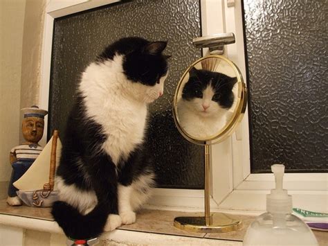 Choco Toujours Mirror Mirror Cats 2
