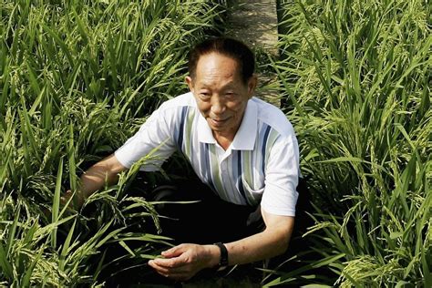 Farewell To Yuan Longping The Rice Hero Who Strove To Alleviate Hunger