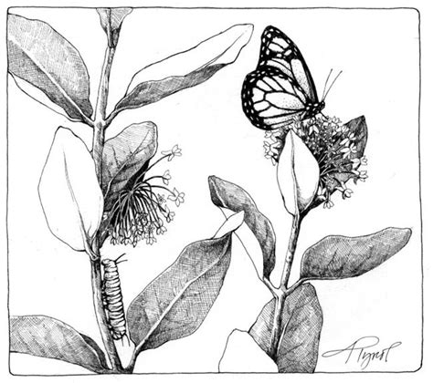 See more ideas about watercolor flowers tutorial, watercolor flowers paintings, watercolor paintings for beginners. Milkweed and Butterflies | The Outside Story