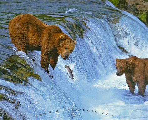 Brown Bears Fishing Brooks Falls Waterfall Alaska | Photo, Information