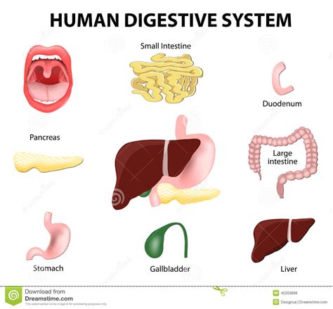 Human Digestive System. Set Vector Illustration | CartoonDealer.com