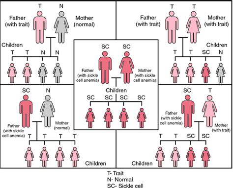 Genetic Cause Sickle Cell Anemia