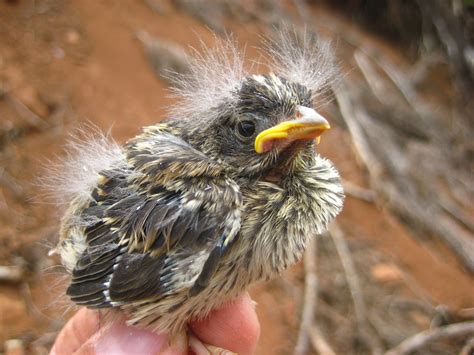 Herbicides Dont Affect Survival Of White Crowned Sparrow Nests