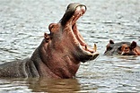 Top 15 Hippopotamus Facts - Ancestry, Diet, Habitat & More | Facts.net