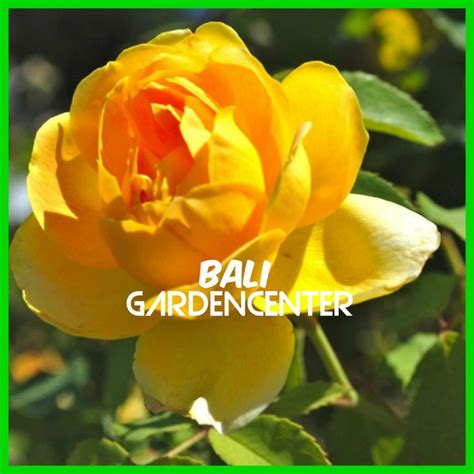 Gambar bunga mawar merah mewah dan indah terbaru 2015 via diikuti.blogspot.com. Terkeren 17+ Gambar Bunga Rose Kuning - Gambar Bunga Indah