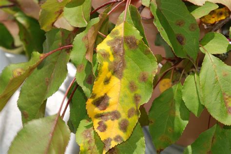 Apple Scab Mildew Spruce Needle Cast Be On The Lookout In Fall