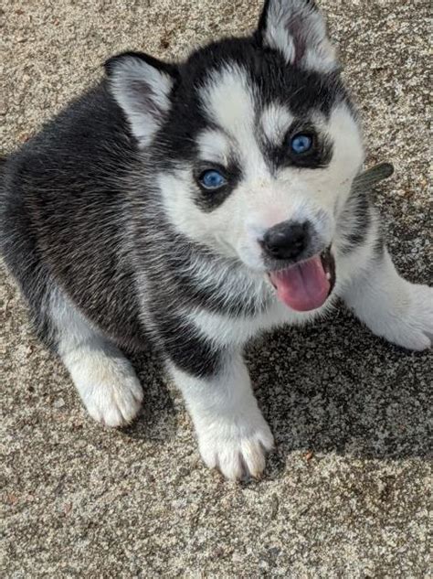 Visit our website at www.greenfieldpuppies.com to view them and more! Siberian Husky puppy dog for sale in Kernersville, North ...