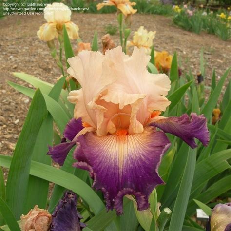 Plantfiles Pictures Tall Bearded Iris By Popular Demand Iris By