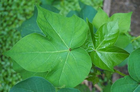 Free Images Tree Nature Leaf Flower Food Green Produce Ivy