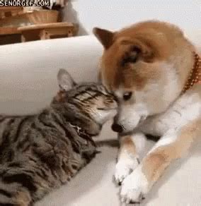 If your cats are fighting, break up the fight by making a loud noise or by placing a barrier between the cats. Cat And GIF - Cat And Dog - Discover & Share GIFs