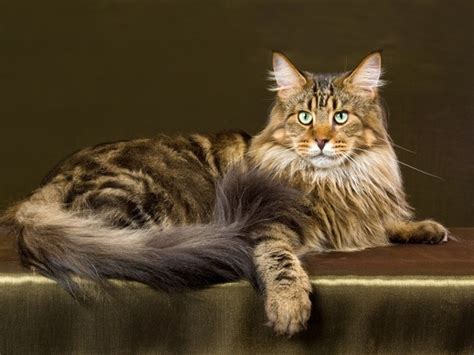 cat breed maine coon vetwest animal hospitals