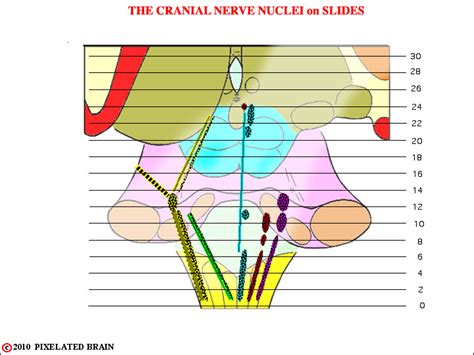 Pixelated Brain Module 8 Section 4 The Brainstem Slide Series