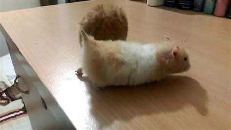 Funny Hamster Mating Youtube