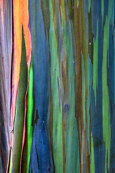 16 Art Trees Ideas Rainbow Eucalyptus Art Rainbow Eucalyptus Tree