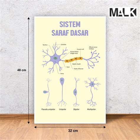 Poster ANATOMI SISTEM SARAF | Lazada Indonesia