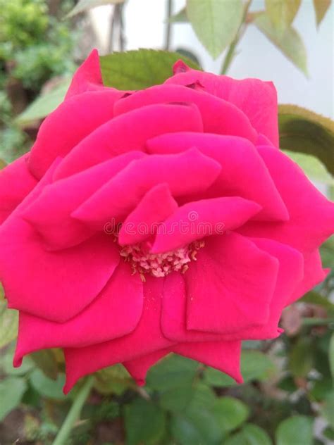 A Fully Bloomed Red Rose Flower On Its Plant Stock Photo Image Of