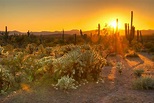 Rundreisen.de - USA - Sonora Wüste
