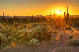 Rundreisen.de - USA - Sonora Wüste