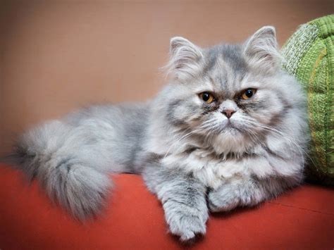 Es ist für die wohnqualität der katze wichtig, dass der lebensbereich sich auf verschiedene räume aufteilt, also. Beliebte Katzenrassen für die Wohnungshaltung: Perser ...
