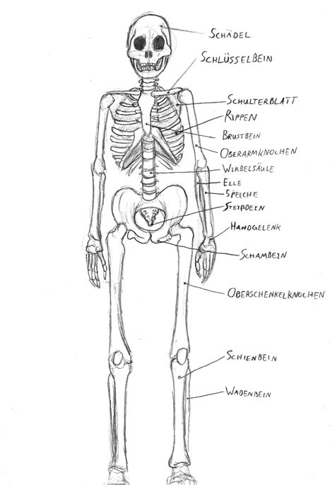 Skeletal System Sketch Drawing Coloring Page Wecolori