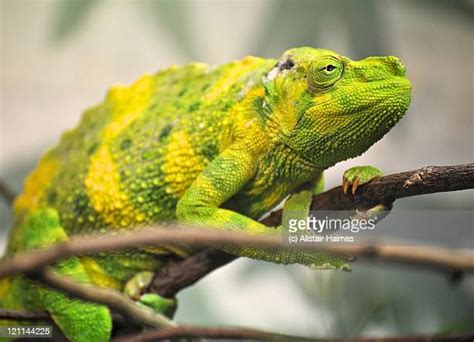Yellow Chameleon Photos And Premium High Res Pictures Getty Images