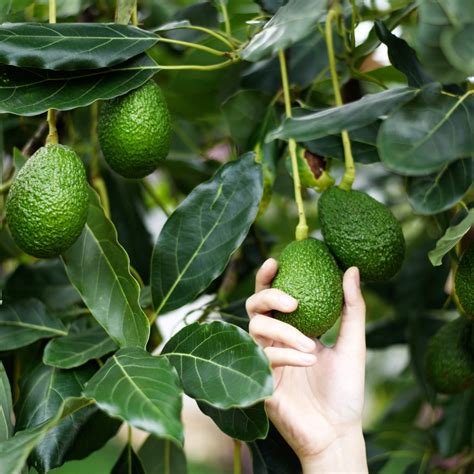 How To Grow Your Own Avocado Tree For Under $20 With ...