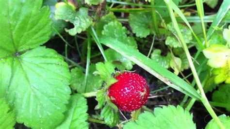 How To Get Rid Of Wild Strawberries In Garden Weed That Looks Like Strawberry Plant Top