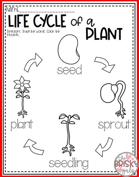 Plants Kindergarten Plants First Grade Plant Life Cycle Parts Of