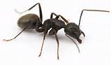 Photos of Carpenter Ants Texas