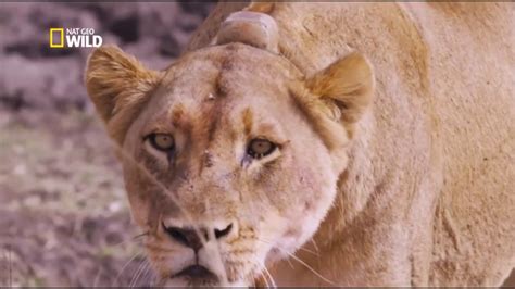 Hd 720 P Le Retour Du Lion Documentaire Animalier 2017 Youtube