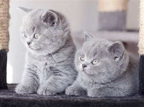 We are specialized on breeding solid blue,lilac,chocolate,tortie,cream and bicolors british shorthair we have available british shorthair kittens. Chaton British Shorthair Prix - SOSanimaux