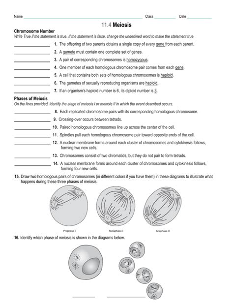 To download free copy of meiosis worksheet pogil adapted tamalpais you need to to download free meiosis and mendel vocabulary practice answer key free you need to laboratory mitosis and meiosis stickrath biology. 11.4 Review Worksheet