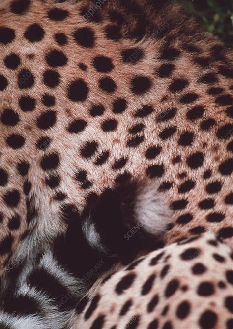 Cheetah Fur Stock Image Z9340382 Science Photo Library