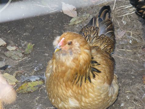 gold ameraucana backyard chickens learn how to raise chickens