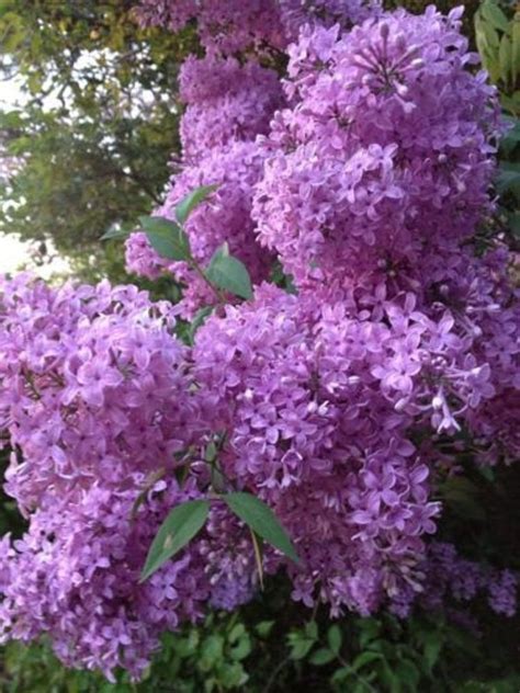 25 Light Purple Lilac Seeds Tree Fragrant Hardy Perennial Flower Shrub