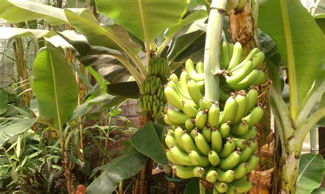 How to grow banana tree at home from seeds. The Travel Prescription: July 2012