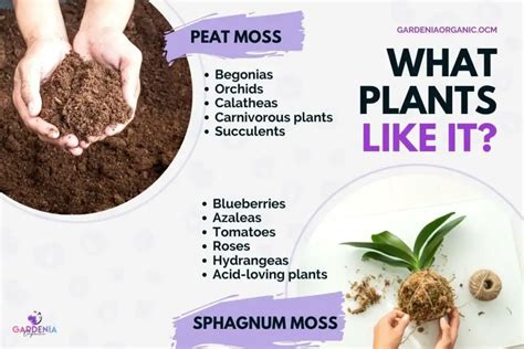 Sphagnum Moss Vs Peat Moss What Should You Use Gardenia Organic