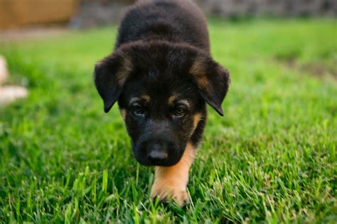 German Shepherd Puppies Dogs Wallpaper Pictures Of