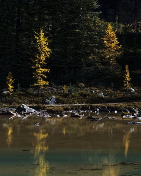 Bright Yellow Larch Trees Reflected In The Waters At Lake O Hara In