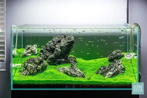 This aquascape centers on the distinctive collection of sharply textured rocks, with low iwagumi. Iwagumi Aquascape Planted Aquarium Tank with added Rasbora ...