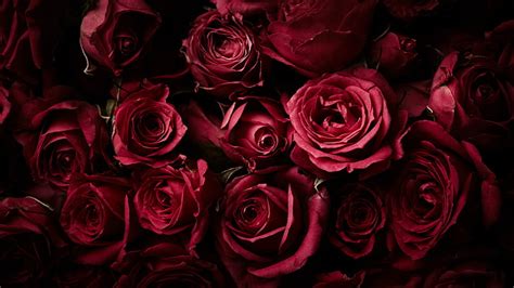 3840x2160px Free Download Hd Wallpaper Red Roses Dark Background