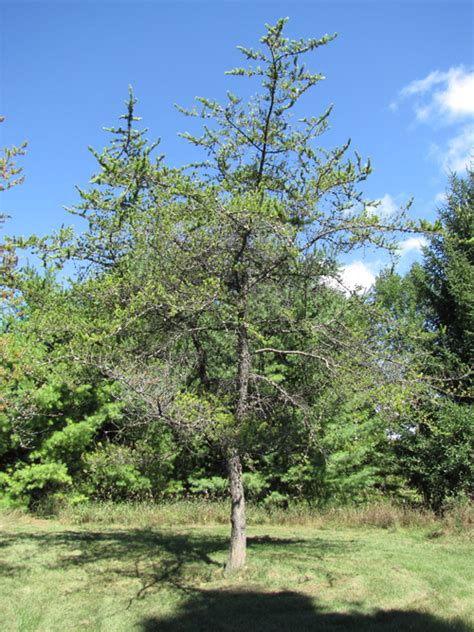Jack Pine Pinus Banksiana The Arboretum