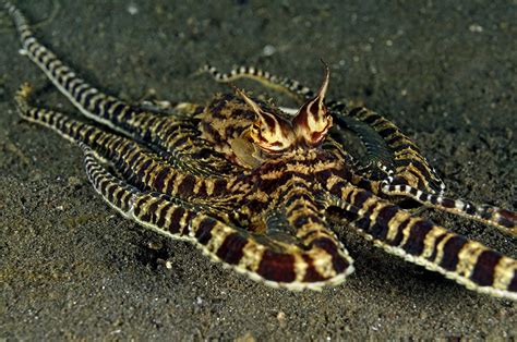 Ink cloud (recharges after a short or long rest). The Mind of a Mimic Octopus | Underwater360