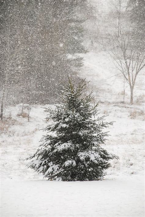 Pine Tree In Falling Snow Stock Photo Image Of Wonderland 64359446