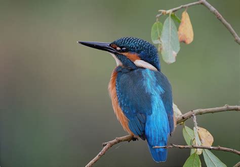 Die schicksale 16 verschiedener personen in münchen oder im spanischen sevilla sind miteinander verknüpft. 'Bin ich nicht schön ??' Foto & Bild | natur, alcedo ...
