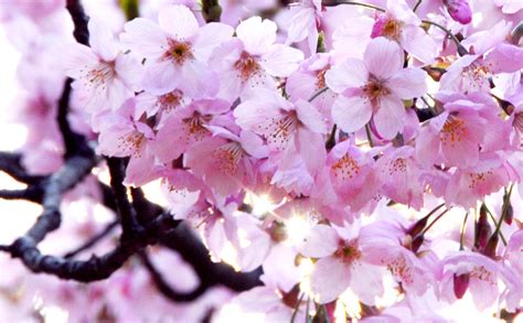 Japanese Cherry Blossom Pictures Serrulata Prunus Pikist Bodemawasuma