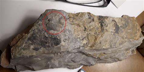 Fossil Fragments in Gettysburg Gray Shale - Fossil ID - The Fossil Forum