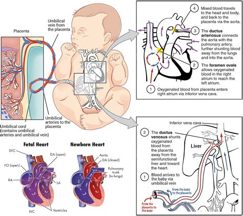 The contraction of the heart muscle starts in the two atria, which push the blood into the ventricles. How does fetal blood circulation differ from circulation ...