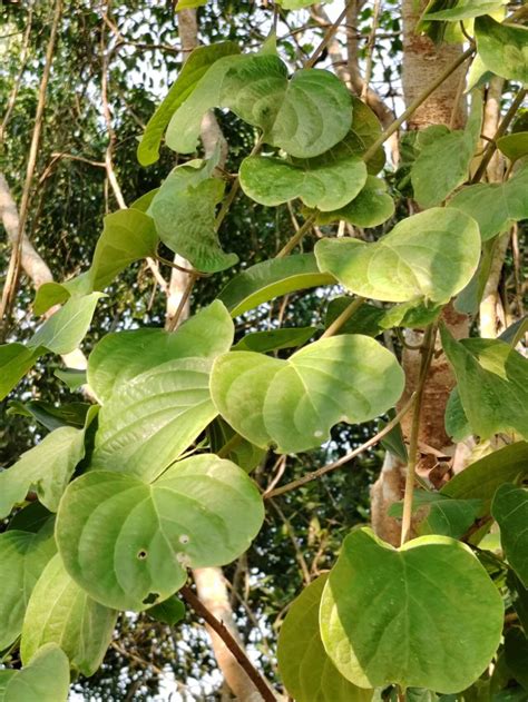 Woody vine may help prevent kidney stones